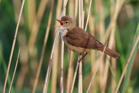 Eurasian Reed Warbler (Acrocephalus scirpaceus) singing, North Rhine-Westphalia, Germany