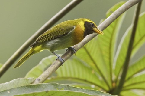 Guira Tanager (Hemithraupis guira)