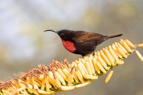 Scarlet-chested Sunbird (Chalcomitra senegalensis) male, South Africa