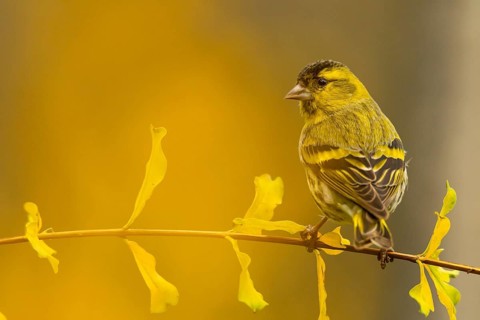 A striking image of a European siskin, Spinus spinus, elegantly perched on a branch surrounded by