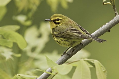 Prairie Warbler (Setophaga discolor) male, Ontario, Canada