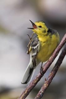 Citrine Wagtail (Motacilla citreola), Lesvos, Greece