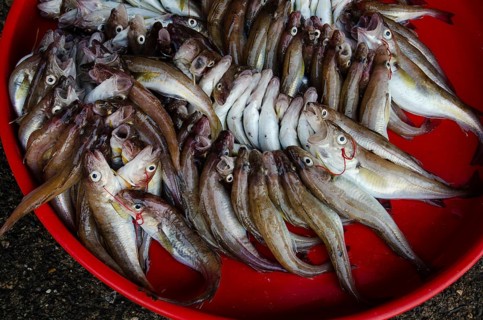 Trabzon, Turkey. September 8th 2014 Fish from the Black Sea for sale in Trabzon fish market,