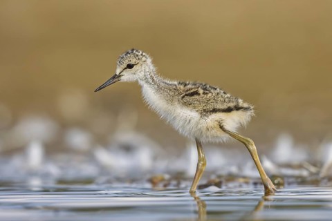 Black-winged Stilt (Himantopus himantopus) chick foraging, North Rhine-Westphalia, Germany