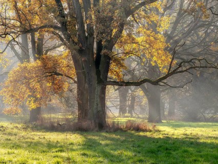 Open oak forest in autumn, sun shining through morning fog, Dessau-Wörlitzer Gartenreich,