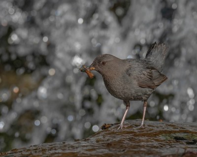 American Dipper (Cinclus mexicanus) with food in its beak, California, USA