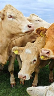Various cows (bos taurus) close together on a green pasture, Franconian Forest nature park Park