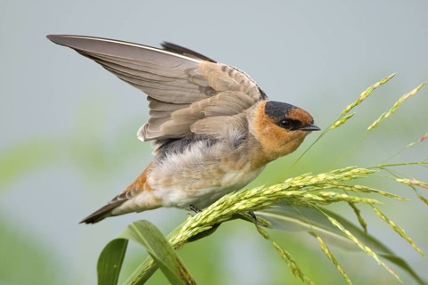 Cave Swallow Hirundo fulva Austin, Texas, United States 19 September Immature HIRUNDINIDAE Cave