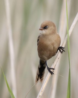 Bearded Reedling (Panurus biarmicus) juvenile, Mecklenburg-Western, Pomerania, Germany