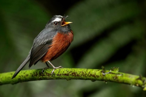 Slaty-backed Chat-tyrant (Ochthoeca cinnamomeiventris) perched on a branch in the Andes mountains