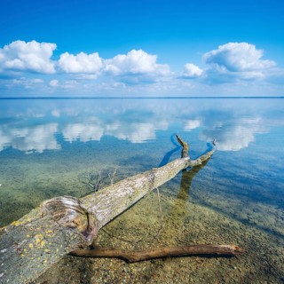 Untouched nature on the banks of Lake Müritz, tree trunks lying in the water, blue sky with cumulus