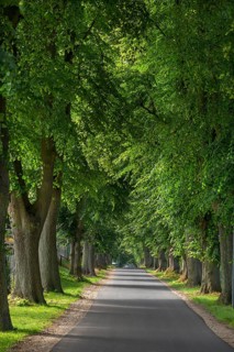 Linden trees (Tilia) on a village street, Rehna, Mecklenburg-Western Pomerania, Germany