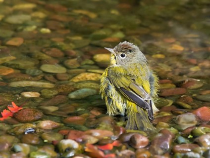 Ashville Warbler, Leiothlypis ruficapilla, bathes in a backyard pond, in Saskatoon, Saskatchewan