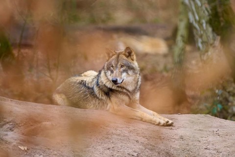 A wolf lies relaxed on a rock, surrounded by autumn foliage and natural tree structures, Wolf