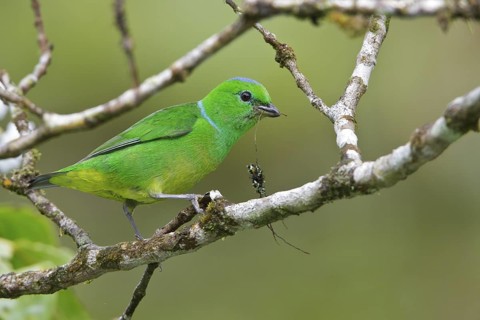 Golden-browed Clorophonia (Chlorophonia callophrys) perched on a branch in Costa Rica, Central