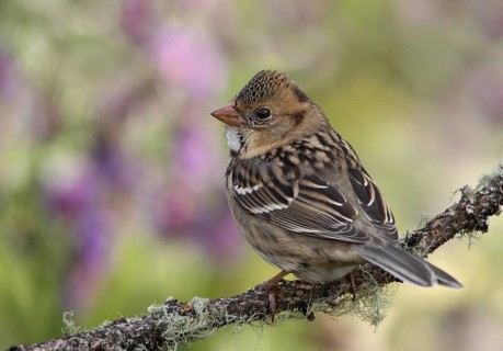 Harris's Sparrow (Zonotrichia querula), Saskatchewan, Canada