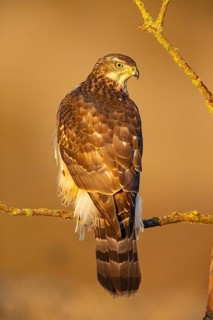Goshawk (Accipiter gentilis) Germany