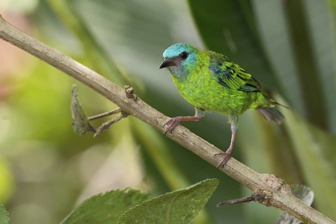 Blue Dacnis (Dacnis cayana) female, Costa Rica