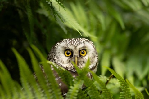 Boreal Owl (Aegolius funereus) captive, Bavaria, Germany