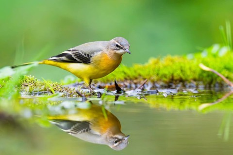 Grey Wagtail (Motacilla cinerea) hunting at a little lake in a swamp, wildlife, Germany