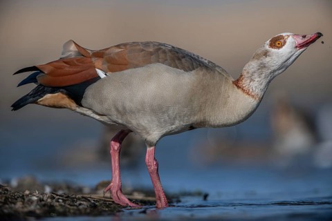 Egyptian Goose (Alopochen aegyptiaca), Schleswig-Holstein, Germany