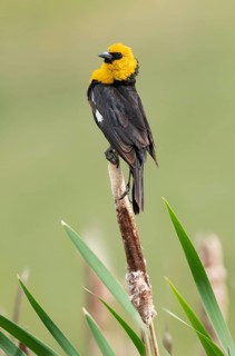 Yellow-headed Blackbird (Xanthocephalus xanthocephalus) male perched on a cattail, British