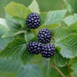 Spikeless blackberry (Rubus fruticosus 'Asterina'),  Germany