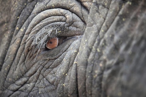 African elephant (Loxodonta africana) detail of eye, South Africa