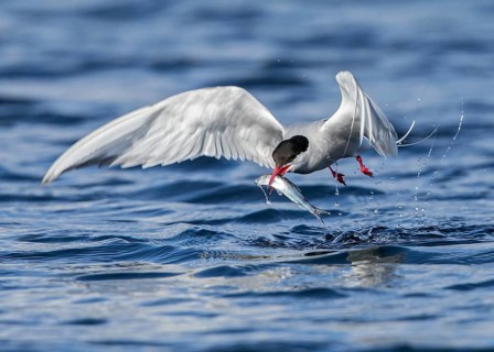 Arctic Tern (Sterna paradisaea) flying with fish in beak, Scotland, United Kingdom