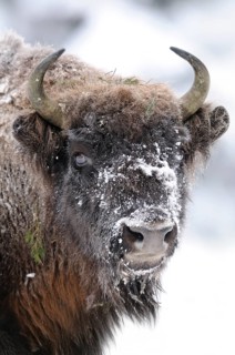Close-up of a bison head with snow-covered fur and frosty horns, bison (Bos bonasus), Bavarian