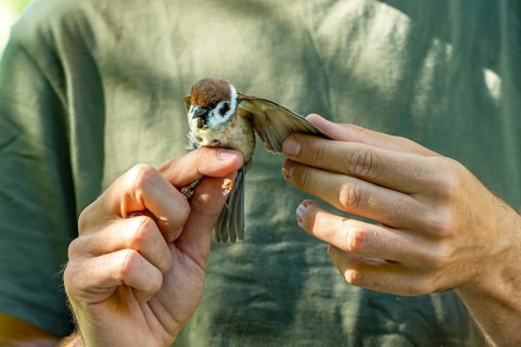Cropped unrecognizable ornithologists carefully inspects the wings of a tree sparrow (Passer