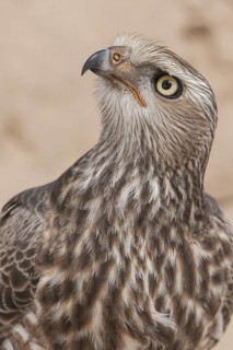 Pale Chanting Goshawk (Melierax canorus) juvenile, Northern Cape, South Africa