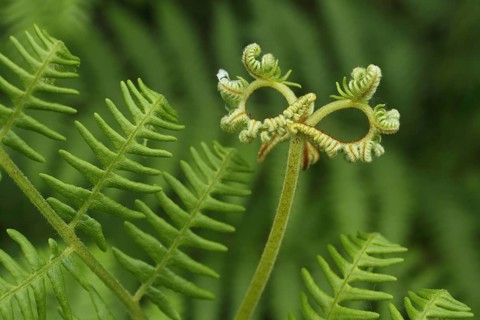 Green bracken fern (Pteridium aquilinum), two round holes, circles, rings, look through, look