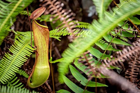 A pitcher plant surrounded by green and brown leaves in a jungle-like environment, a pitcher plant