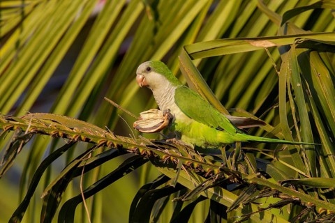 Monk Parakeet (Myiopsitta monachus) in the Pantanal region of Brazil