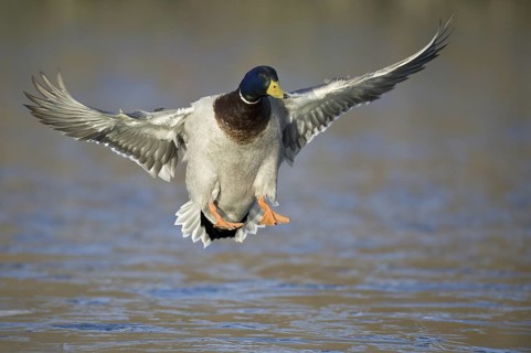 Mallard (Anas platyrhynchos) male flying, Lower Saxony, Germany