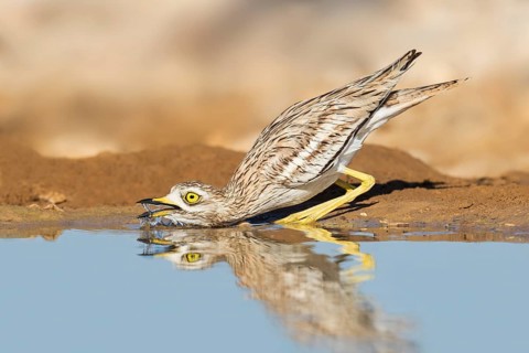 Eurasian Stone-curlew (Burhinus oedicnemus) drinking, Negev, Israel