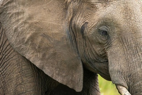 Close-up of a majestic elephant in the Masai Mara, Kenya. The detailed texture of its wrinkled skin