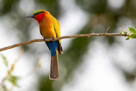 Red-throated Bee-eater (Merops bulocki) sitting on a branch, Murchison Falls NP, Uganda