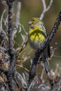 Atlantic Canary (Serinus canaria) male, Tenerife, Spain