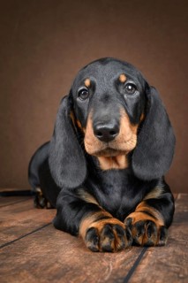 A small dachshund puppy sit together on a dark background. His glossy coat and curious expression