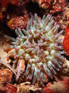 Colourful sea anemone with red and greenish shimmer, rock rose (Cribrinopsis crassa), in the reef,