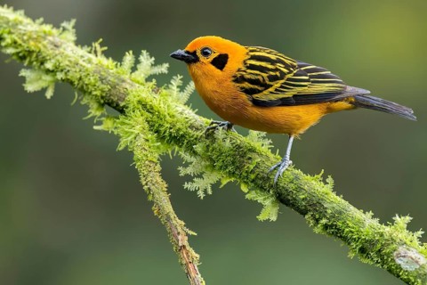 Golden Tanager (Tangara arthus) perched on a branch in Colombia, South America