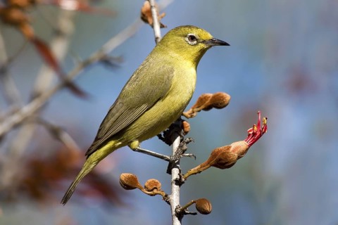 Canary White-eye (Zosterops luteus), Western Australia, Australia