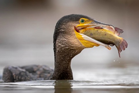 Great Cormorant (Phalacrocorax carbo) with captured Black bullhead (Ameiurus melas) prey in beak,
