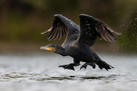 Great Cormorant (Phalacrocorax carbo) taking flight, North Rhine-Westphalia, Germany