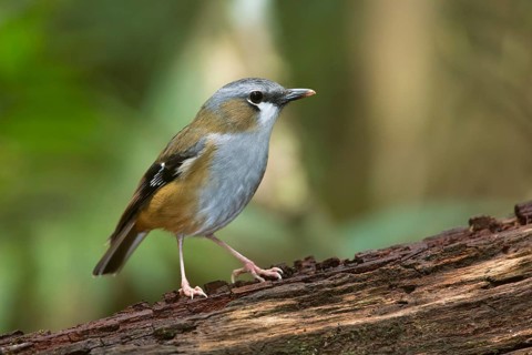 Grey-headed Robin (Heteromyias cinereifrons) perched on a trunk, Queensland, Australien
