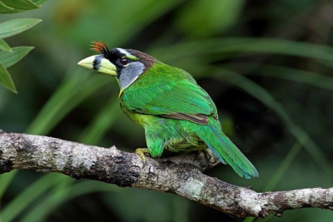 Fire-tufted Barbet (Psilopogon pyrolophus), Malaysia