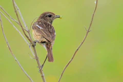 European Stonechat (Saxicola rubicola) female perched on a twig with food in beak, Andalusia, Spain
