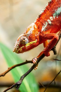 Red Panther chameleon (Furcifer pardalis) in a bush, captive, Bavaria, Germany